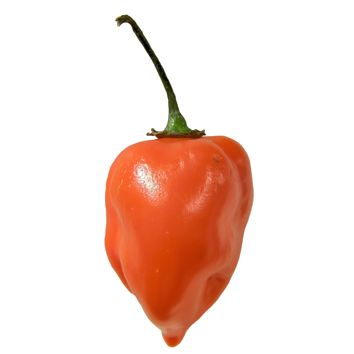 Habanero Peppers